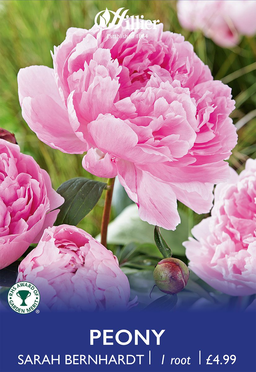 8718641996713 1 Paeonia Sarah Bernhardt.jpg